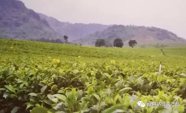 英德農業生產91视频福利网站